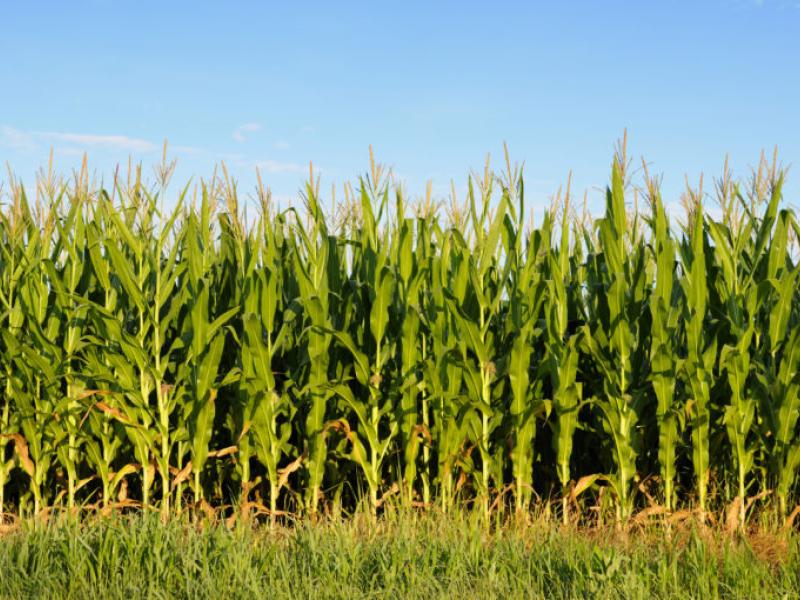 Illinois corn field