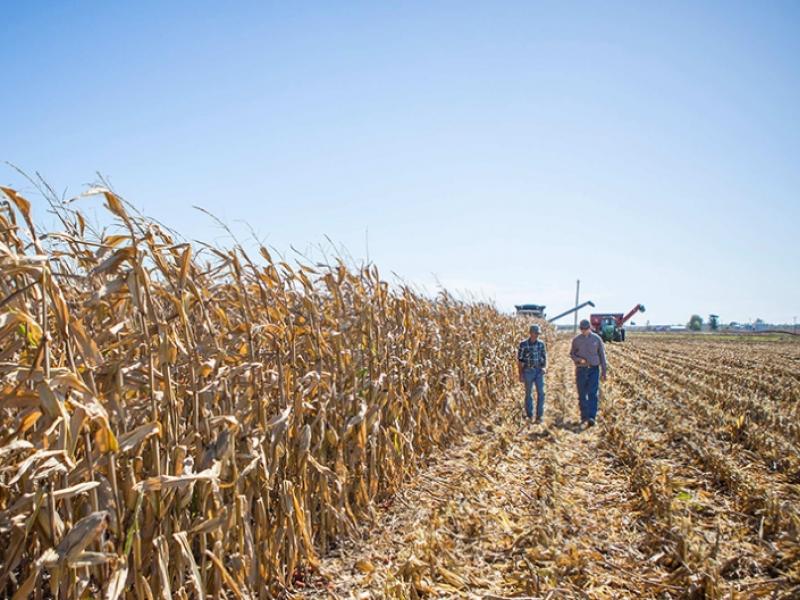 Corn field