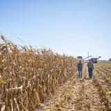 Corn field